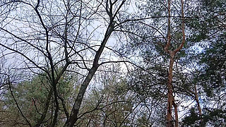 Risky Female Peeing and Masturbation in the Forest