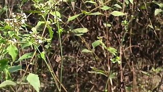 College couples enjoying outdoor fucking