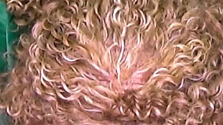 Newbie Nina Rivera Gives Her First Christmas Blowjob