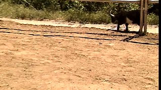 Group Sex and Hardcore Fucking Parties