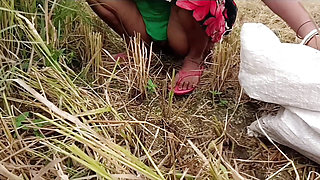 pee of the village in outdoor field of paddy cutting nomita boud