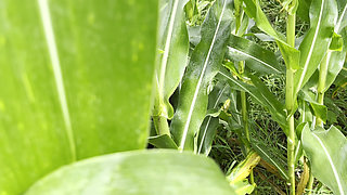 Brother-in-law Took Me to the Farm and Left It, Sister-in-law and Brother-in-law