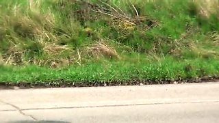 Nasty amateur chick gives a messy double blowjob by the car