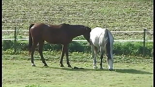 Cavalieri Del Sesso_scene_01