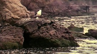 Sexy mature babe in hardcore threesome