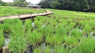 美人妻が本能のままにエロいディープキスと潤った舌で睾丸から舐めあげるフェラ