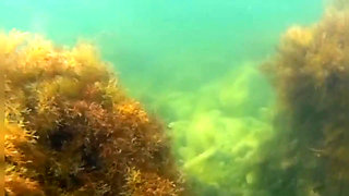 Swimming and Flashing in the Sea